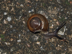 Macrochlamys nitidissima