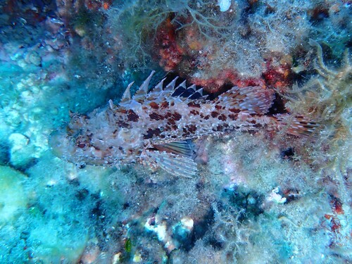 Red Scorpionfish
