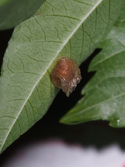 Aspidimorpha miliaris