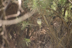 Emberiza chrysophrys
