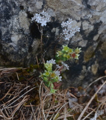 Sedum atratum