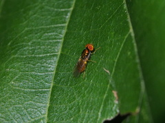 Microchrysa flaviventris