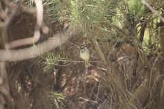 Emberiza chrysophrys
