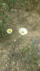 Layia glandulosa