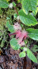 Columnea minor, photograph author not stated, no rights reserved