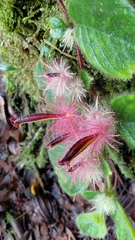 Columnea minor, photograph author not stated, no rights reserved