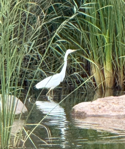 Great Egret