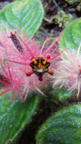 Columnea minor, photograph 5