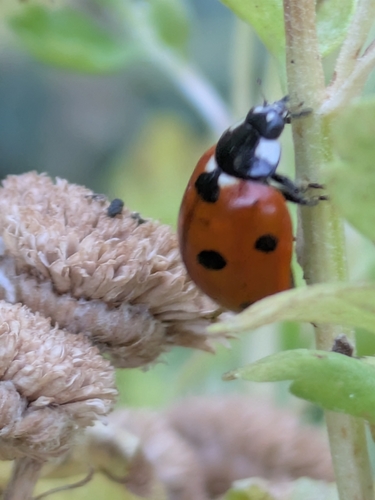 Seven-spotted Lady Beetle