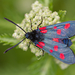 Burnet Moths - Photo (c) Anne SORBES, some rights reserved (CC BY-NC-SA), uploaded by Anne Sorbes