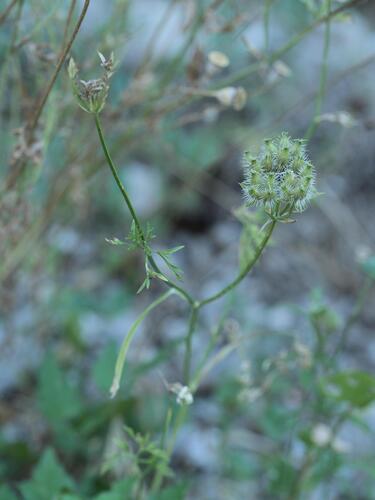 Orlaya grandiflora, photograph 5
