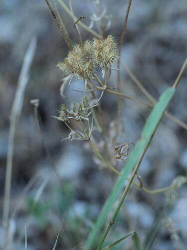Orlaya grandiflora, photograph 6