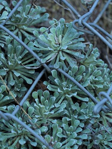 Saxifraga cochlearis, photograph 1