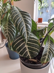 Aphelandra squarrosa