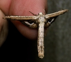 Meskea dyspteraria