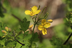 Chelidonium asiaticum