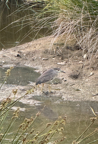 Black-crowned Night Heron