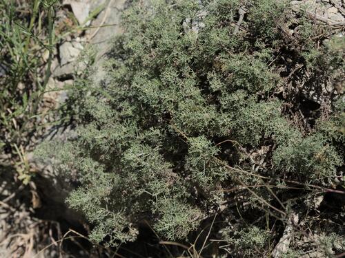 Artemisia alba, photograph 4