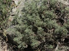 Artemisia alba, photograph (c) Daniel Cahen, some rights reserved (CC BY)
