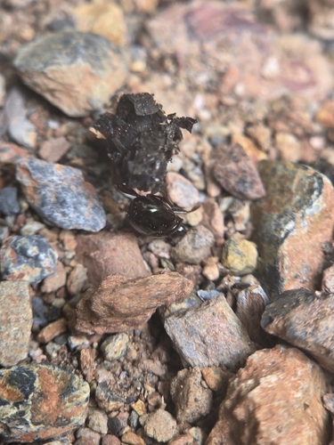 Canthon indigaceus (Canthon indigaceus)