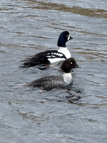 Porrón islándico (Bucephala islandica)