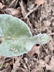 Corythucha immaculata