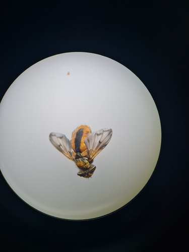 Ectophasia crassipennis