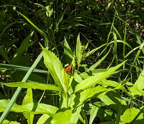 Essex Skipper