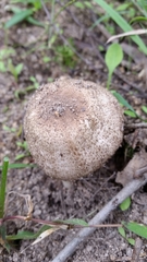 Agaricus austrovinaceus