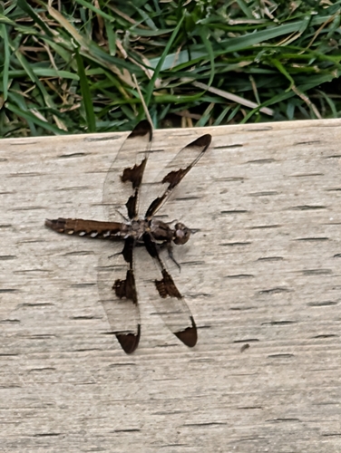 Common Whitetail