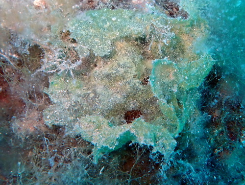 Microdictyon umbilicatum observed 2026-06-28