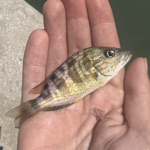 Pigfish