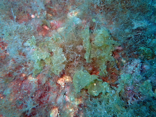 Microdictyon umbilicatum observed 2026-06-28