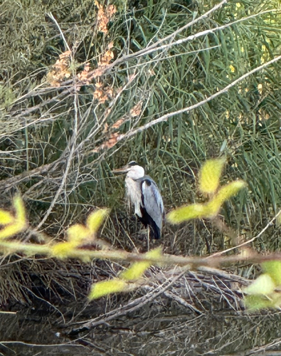 Grey Heron