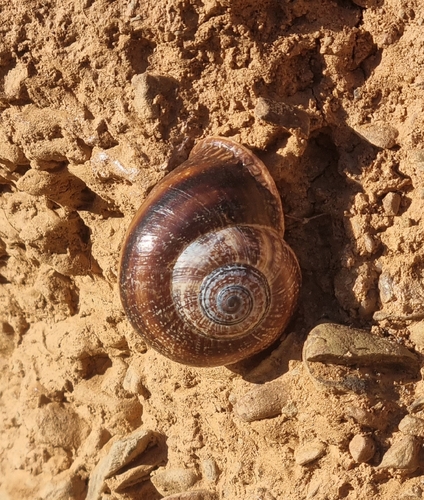 Spanish Snail