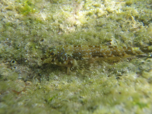 Blacktail triplefin (Axoclinus nigricaudus) — Tripterygiidae — 4