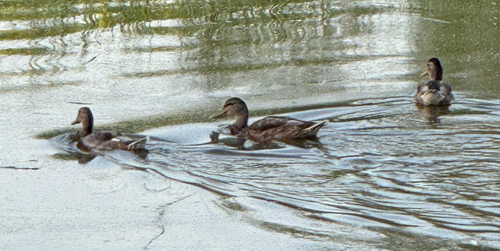 Mallard