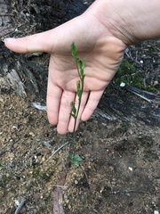 Pterostylis clivosa