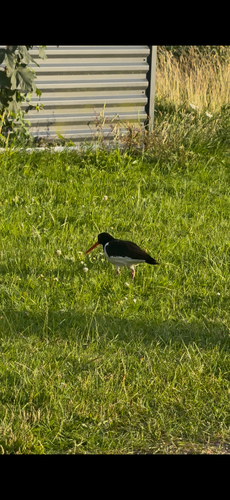 Eurasian Oystercatcher