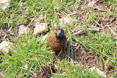 Scarabaeus laticollis