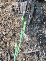 Pterostylis clivosa