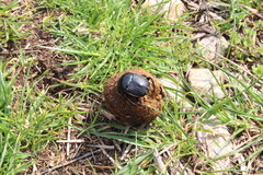 Scarabaeus laticollis