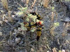 Tegrodera aloga