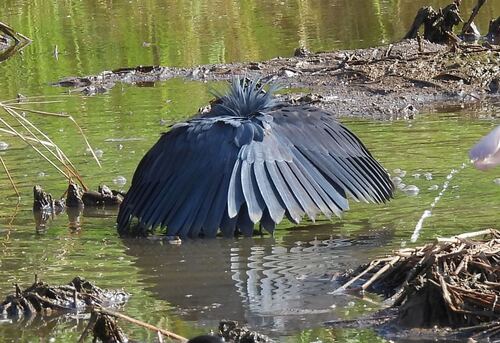 iNaturalist image