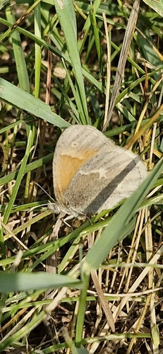 Common Ringlet
