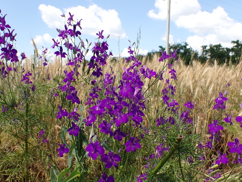 Eastern Larkspur