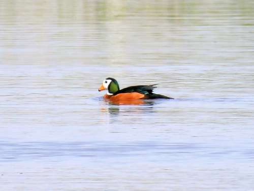 iNaturalist image
