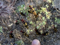 Tegrodera aloga
