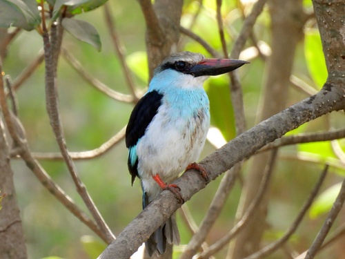 iNaturalist image