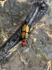 Tegrodera aloga